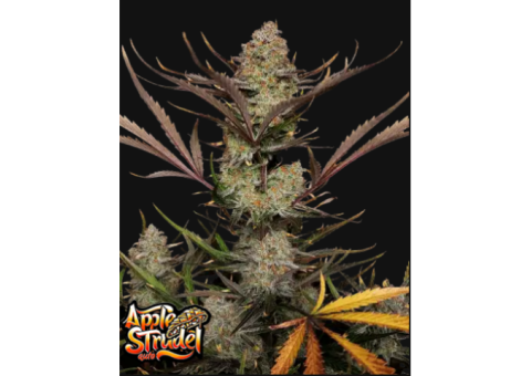 High thc cannabis strains 2024 - Apple Strudel Auto™ 29% thc ! 