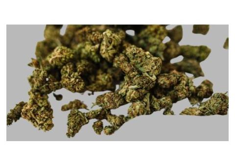 Buy Bulk Weed Online in Canada at Wholesale Rates