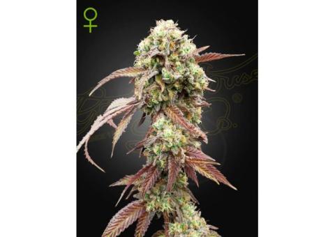 Sugarlato Auto cannabis seeds 2024