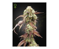 Sugarlato Auto cannabis seeds 2024