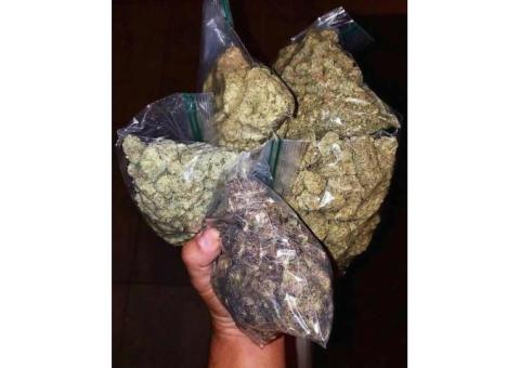 Medical Marijuana Grade A++ top quality Shipping and Delivery available 