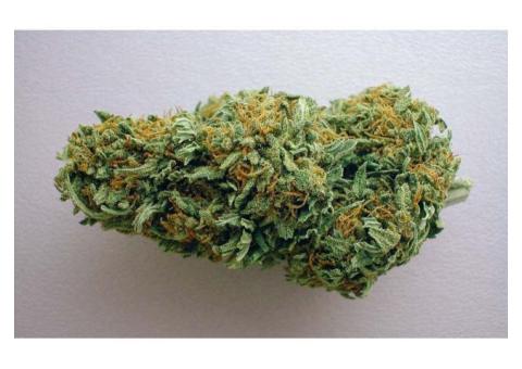 Medical Marijuana Grade A++ top quality Shipping and Delivery available 