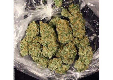 Master Kush text or call...+1(310)299-5578 