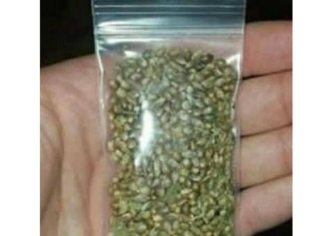 indoor and outdoor seeds
