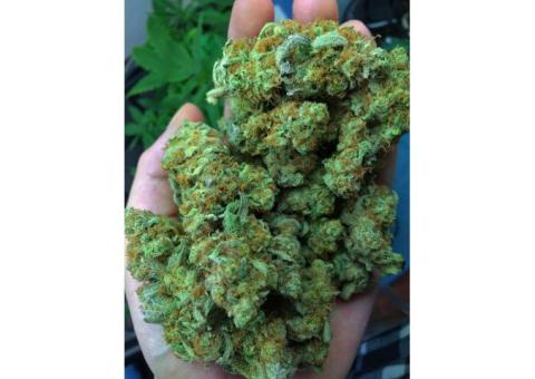 +9292650847 WE HAVE HIGH GRADE SATIVA AND INDICA SRAINS BELOW IS A LIST OF SOME AVAILABLE STRAINS