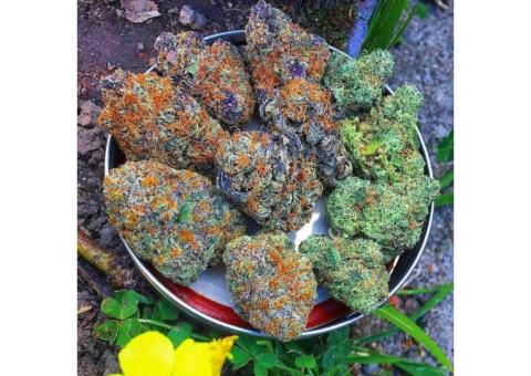 Best Top quality Indica, sativa and Hybride Medical marijuana srains available (+15404414605