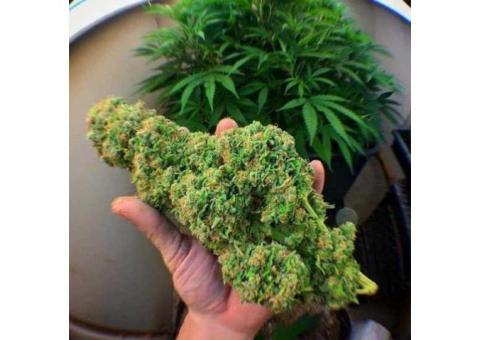 Best Top quality Indica, sativa and Hybride Medical marijuana srains available (+15404414605