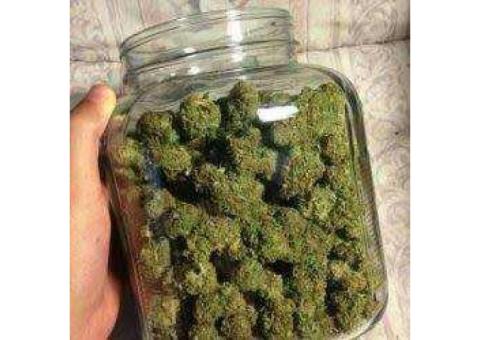 Medical Marijuana Grade A++ top quality  Call or Text and  the number on screen +1(605)215-5473