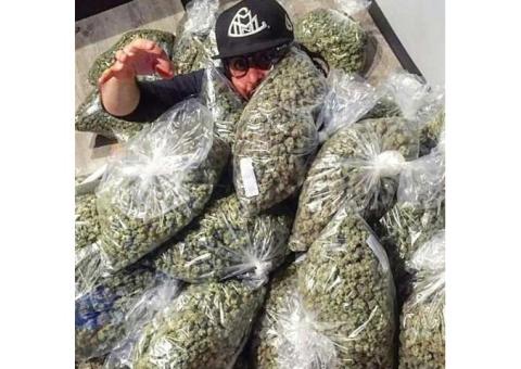 Topshelf medical marijuana strains and more on deck