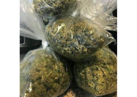 Topshelf medical marijuana of several strains now ready for grab