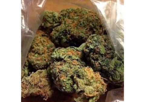     Autoflowering  Diesel Feminized ,text +1(701)922 2568  or wickr // zoom2udrive