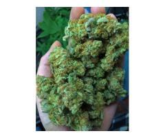 +9292650847 WE HAVE HIGH GRADE SATIVA AND INDICA SRAINS BELO...