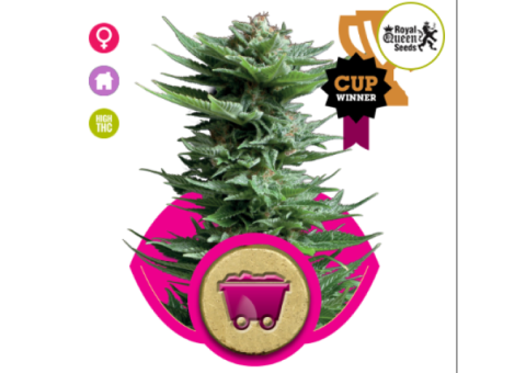 Shining Silver Haze Feminised Seeds Royal Queen Seeds