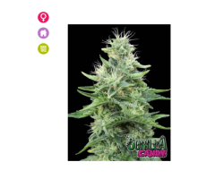 2018 Cannaval cup winners - Gorilla Candy Feminised Seeds