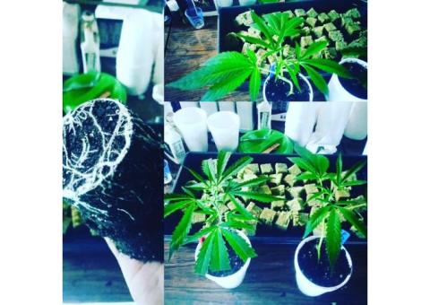 Clones and Teens Available, Call/Text:: 724-780-3118