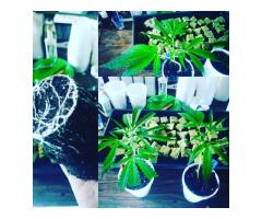 Clones and Teens Available, Call/Text:: 724-780-3118